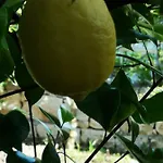 Meje * Split