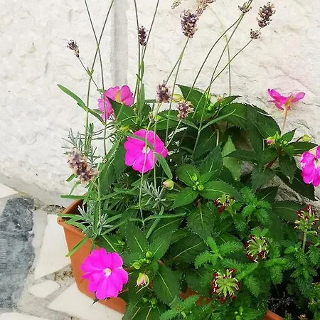Apartament Meje *
